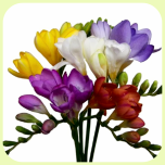 Freesia MIX - Emadepäev 2026