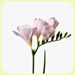 Freesia Pink - Emadepäev 2026