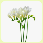 Freesia White - Emadepäev 2026
