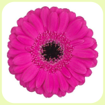 Germini Fuchsia *80 - Emadepäev 2026