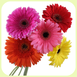 Gerbera MIX *50 - Emadepäev 2026