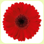 Germini Red *80 - Emadepäev 2026