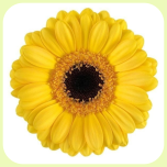 Germini Yellow *80 - Emadepäev 2026