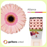 Gerbera Diamond Alliance *15 - Emadepäev 2026