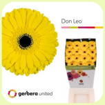 Gerbera Diamond Don Leo *15 - Emadepäev 2026