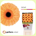 Gerbera Diamond Jet Set *15 - Emadepäev 2026