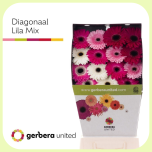 Gerbera Diamond Lilac MIX *15 - Emadepäev 2026