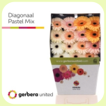 Gerbera Diamond Pastel MIX *15 - Emadepäev 2026