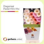 Gerbera MINI Diamond Pastel MIX *20 - Emadepäev 2025