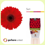 Germini Diamond Suri *20 - Emadepäev 2026