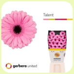 Germini Diamond Talent *20 - Emadepäev 2026