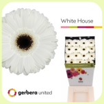 Gerbera Diamond White House *15 - Emadepäev 2026