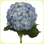 Hydrangea Coral Blue 60cm - Emadepäev 2026