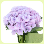 Hydrangea Marsepein Milka 60cm - Emadepäev 2026