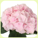Hydrangea Pink Touch 60cm - Emadepäev 2026