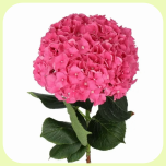 Hydrangea Rodeo Red 60cm - Emadepäev 2026