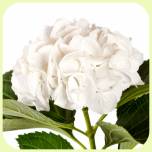 Hydrangea Verena White 60cm - Emadepäev 2026