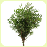 Pistacia 50cm - Emadepäev 2026