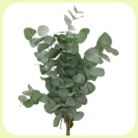 Eucalyptus Cinerea 70cm - Emadepäev 2026