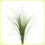 Beargrass - Emadepäev 2026