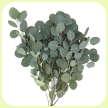 Eucalyptus Populus 70cm - Emadepäev 2026