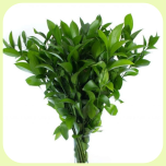 Ruscus hypophyllum 70cm - Emadepäev 2026