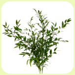 Ruscus Itaalia 70cm - Emadepäev 2026