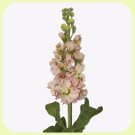 Matthiola Apricot / Champagne - Emadepäev 2026