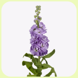 Matthiola Lavendel - Emadepäev 2026