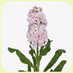 Matthiola Light Pink - Emadepäev 2026