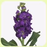 Matthiola Purple - Emadepäev 2026