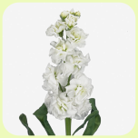 Matthiola White - Emadepäev 2026