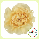 Dianthus Nelk ST RODAS CREAM (CO)*20 - Emadepäev 2026