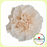 Dianthus Nelk ST BRUT (CO)*20 - Emadepäev 2026