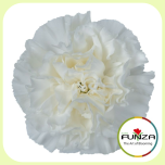 Dianthus Nelk ST DELPHI / MOONLITE WHITE (CO)*20 - Emadepäev 2026