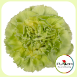 Dianthus Nelk ST GREEN MARTY (CO)*20 - Emadepäev 2026