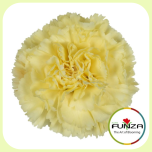 Dianthus Nelk ST ILIAD (CO)*20 - Emadepäev 2026