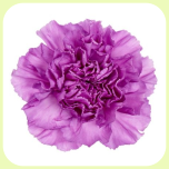 Dianthus Nelk ST MOONAQUA (CO)*20 - Emadepäev 2026