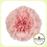 Dianthus Nelk ST JODIE / DONCEL (CO)*20 - Emadepäev 2025