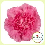 Dianthus Nelk ST TONIC GOLEM / ZEPPELIN (CO)*20 - Emadepäev 2026