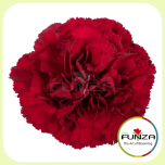 Dianthus Nelk ST ZURIGO (CO)*20 - Emadepäev 2026