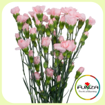 Dianthus Nelk SP ROXANNE (CO)*20 - Emadepäev 2026