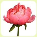 Paeonia Coral 50cm - Emadepäev 2026