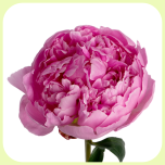 Paeonia Pink 50cm - Emadepäev 2026