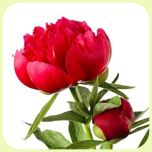 Paeonia Red 50cm - Emadepäev 2026