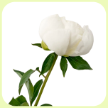Paeonia White 50cm - Emadepäev 2026