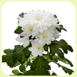 Chrysa Santini Baykal - Emadepäev 2026