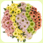 Chrysa Santini Blush MIX - Emadepäev 2026