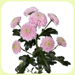 Chrysa Santini Ellison Sweet - Emadepäev 2026