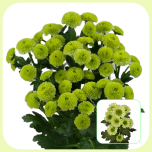 Chrysa Santini Minty Boane / Turtle - Emadepäev 2026